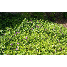 Барвінок малий Атропурпуреа | Барвинок малый Атропурпуреа | Vinca minor Atropurpurea