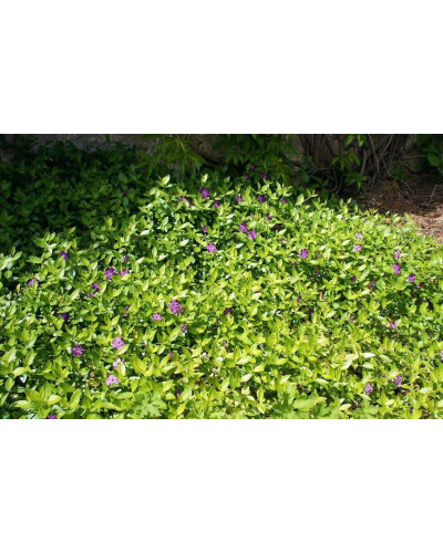 Барвінок малий Атропурпуреа | Барвинок малый Атропурпуреа | Vinca minor Atropurpurea