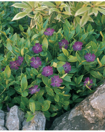Барвінок малий Атропурпуреа | Барвинок малый Атропурпуреа | Vinca minor Atropurpurea