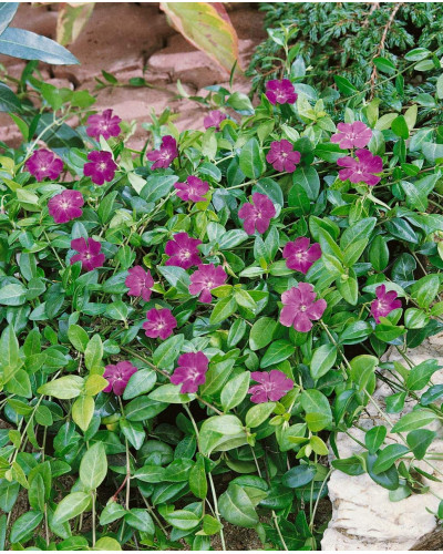 Барвінок малий Атропурпуреа | Барвинок малый Атропурпуреа | Vinca minor Atropurpurea