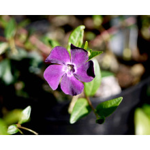 Барвінок малий Атропурпуреа | Барвинок малый Атропурпуреа | Vinca minor Atropurpurea