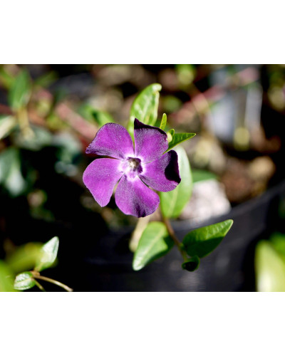Барвінок малий Атропурпуреа | Барвинок малый Атропурпуреа | Vinca minor Atropurpurea
