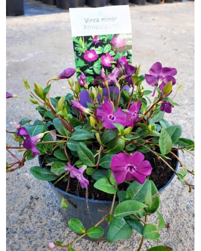 Барвінок малий Атропурпуреа | Барвинок малый Атропурпуреа | Vinca minor Atropurpurea
