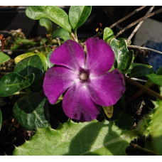 Барвінок малий Атропурпуреа | Барвинок малый Атропурпуреа | Vinca minor Atropurpurea