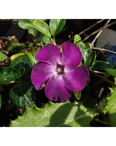 Барвінок малий Атропурпуреа | Барвинок малый Атропурпуреа | Vinca minor Atropurpurea