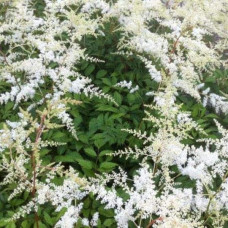 Астильба Арендса Браутшлеєр | Астильба Арендса Браутшлеер | Astilbe arendsii Brautschleier