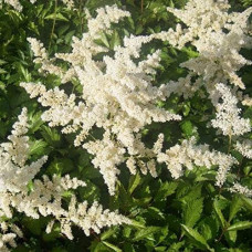 Астильба Арендса Браутшлеєр | Астильба Арендса Браутшлеер | Astilbe arendsii Brautschleier