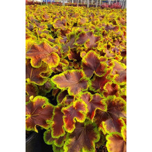Гейхера гібридна ’Солар Екліпс’|Heuchera hybrida ’Solar Eclipse’|Гейхера гибридная ’Solar Eclipse’