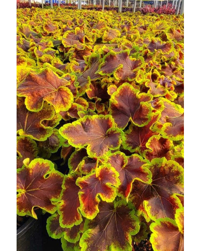 Гейхера гібридна ’Солар Екліпс’|Heuchera hybrida ’Solar Eclipse’|Гейхера гибридная ’Solar Eclipse’