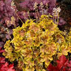 Гейхера гібридна ’Солар Екліпс’|Heuchera hybrida ’Solar Eclipse’|Гейхера гибридная ’Solar Eclipse’