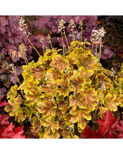 Гейхера гібридна ’Солар Екліпс’|Heuchera hybrida ’Solar Eclipse’|Гейхера гибридная ’Solar Eclipse’