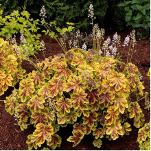Гейхера гібридна ’Солар Екліпс’|Heuchera hybrida ’Solar Eclipse’|Гейхера гибридная ’Solar Eclipse’