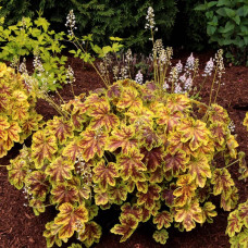 Гейхера гібридна ’Солар Екліпс’|Heuchera hybrida ’Solar Eclipse’|Гейхера гибридная ’Solar Eclipse’