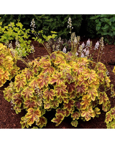 Гейхера гібридна ’Солар Екліпс’|Heuchera hybrida ’Solar Eclipse’|Гейхера гибридная ’Solar Eclipse’