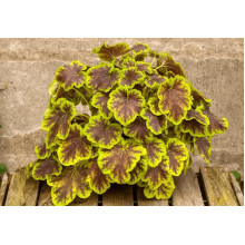 Гейхера гібридна ’Солар Екліпс’|Heuchera hybrida ’Solar Eclipse’|Гейхера гибридная ’Solar Eclipse’