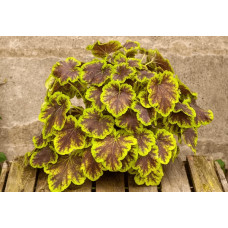 Гейхера гібридна ’Солар Екліпс’|Heuchera hybrida ’Solar Eclipse’|Гейхера гибридная ’Solar Eclipse’