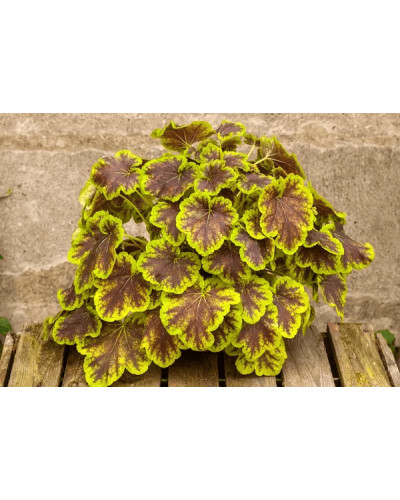 Гейхера гібридна ’Солар Екліпс’|Heuchera hybrida ’Solar Eclipse’|Гейхера гибридная ’Solar Eclipse’