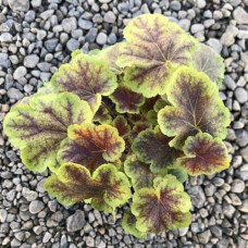 Гейхера гібридна ’Солар Екліпс’|Heuchera hybrida ’Solar Eclipse’|Гейхера гибридная ’Solar Eclipse’