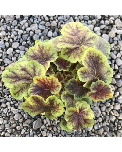 Гейхера гібридна ’Солар Екліпс’|Heuchera hybrida ’Solar Eclipse’|Гейхера гибридная ’Solar Eclipse’