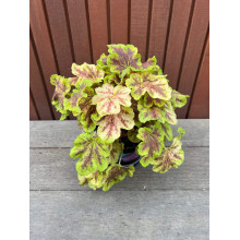 Гейхера гібридна ’Солар Екліпс’|Heuchera hybrida ’Solar Eclipse’|Гейхера гибридная ’Solar Eclipse’