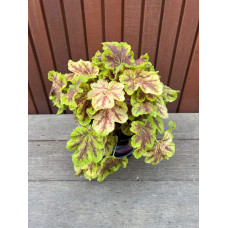 Гейхера гібридна ’Солар Екліпс’|Heuchera hybrida ’Solar Eclipse’|Гейхера гибридная ’Solar Eclipse’