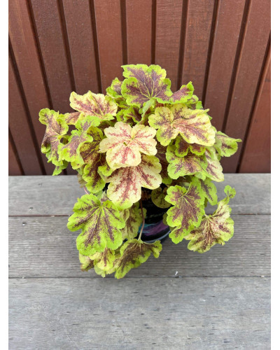 Гейхера гібридна ’Солар Екліпс’|Heuchera hybrida ’Solar Eclipse’|Гейхера гибридная ’Solar Eclipse’