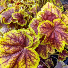 Гейхера гібридна ’Солар Екліпс’|Heuchera hybrida ’Solar Eclipse’|Гейхера гибридная ’Solar Eclipse’