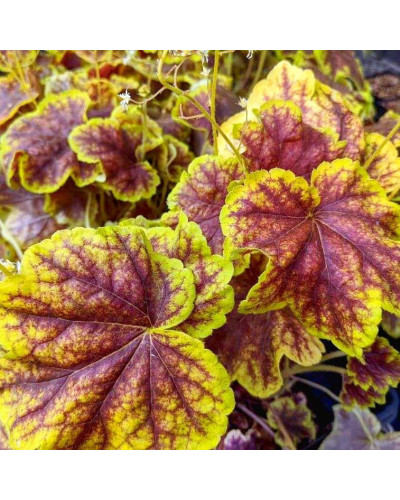 Гейхера гібридна ’Солар Екліпс’|Heuchera hybrida ’Solar Eclipse’|Гейхера гибридная ’Solar Eclipse’