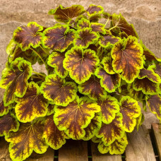 Гейхера гібридна ’Солар Екліпс’|Heuchera hybrida ’Solar Eclipse’|Гейхера гибридная ’Solar Eclipse’