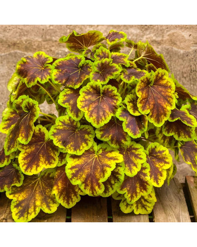 Гейхера гібридна ’Солар Екліпс’|Heuchera hybrida ’Solar Eclipse’|Гейхера гибридная ’Solar Eclipse’