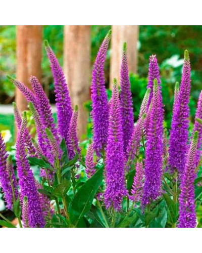 Вероніка колосиста ‘Фірст Матч’ | Veronica spicata ‘First Match’ | Вероника колосистая ’Фирст Матч’