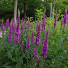 Вероніка колосиста ‘Фірст Матч’ | Veronica spicata ‘First Match’ | Вероника колосистая ’Фирст Матч’