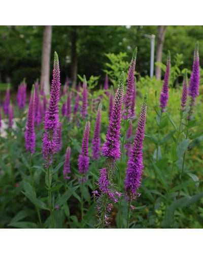 Вероніка колосиста ‘Фірст Матч’ | Veronica spicata ‘First Match’ | Вероника колосистая ’Фирст Матч’