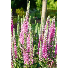 Вероніка колосиста (квіти рожеві) | Veronica spicata (pink flowers) | Вероника колосистая (цветы розовые)