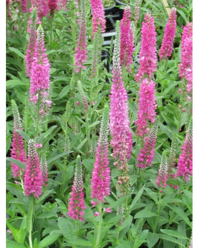 Вероніка колосиста (квіти рожеві) | Veronica spicata (pink flowers) | Вероника колосистая (цветы розовые)