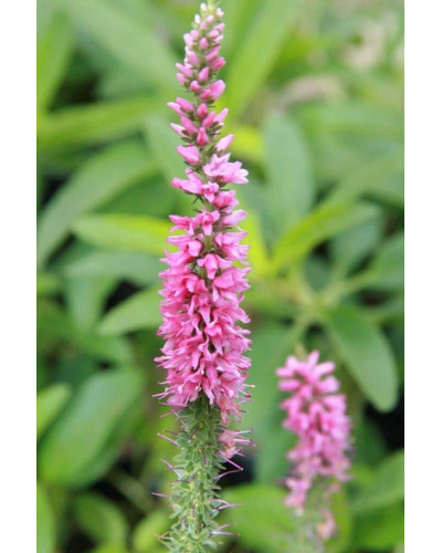 Вероніка колосиста (квіти рожеві) | Veronica spicata (pink flowers) | Вероника колосистая (цветы розовые)