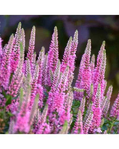 Вероніка колосиста (квіти рожеві) | Veronica spicata (pink flowers) | Вероника колосистая (цветы розовые)