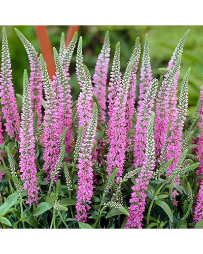 Вероніка колосиста (квіти рожеві) | Veronica spicata (pink flowers) | Вероника колосистая (цветы розовые)