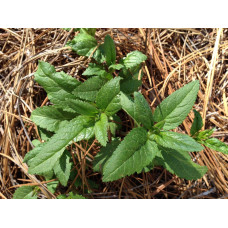 Вероніка колосиста (квіти рожеві) | Veronica spicata (pink flowers) | Вероника колосистая (цветы розовые)