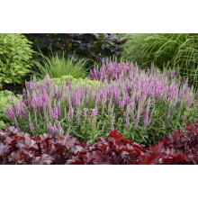 Вероніка колосиста (квіти рожеві) | Veronica spicata (pink flowers) | Вероника колосистая (цветы розовые)