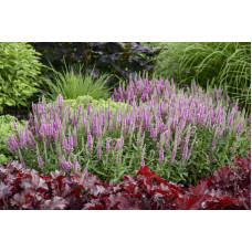 Вероніка колосиста (квіти рожеві) | Veronica spicata (pink flowers) | Вероника колосистая (цветы розовые)