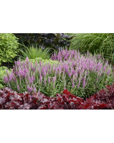 Вероніка колосиста (квіти рожеві) | Veronica spicata (pink flowers) | Вероника колосистая (цветы розовые)