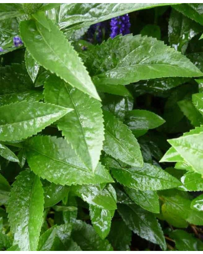 Вероніка колосиста (квіти рожеві) | Veronica spicata (pink flowers) | Вероника колосистая (цветы розовые)