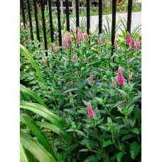 Вероніка колосиста (квіти рожеві) | Veronica spicata (pink flowers) | Вероника колосистая (цветы розовые)