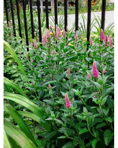 Вероніка колосиста (квіти рожеві) | Veronica spicata (pink flowers) | Вероника колосистая (цветы розовые)