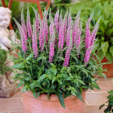 Вероніка колосиста (квіти рожеві) | Veronica spicata (pink flowers) | Вероника колосистая (цветы розовые)