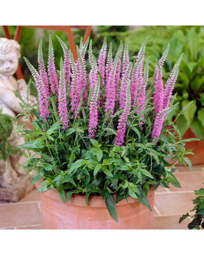 Вероніка колосиста (квіти рожеві) | Veronica spicata (pink flowers) | Вероника колосистая (цветы розовые)