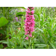 Вероніка колосиста (квіти рожеві) | Veronica spicata (pink flowers) | Вероника колосистая (цветы розовые)