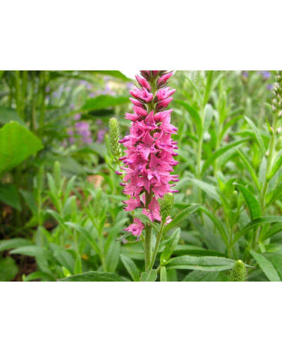 Вероніка колосиста (квіти рожеві) | Veronica spicata (pink flowers) | Вероника колосистая (цветы розовые)
