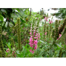 Вероніка колосиста (квіти рожеві) | Veronica spicata (pink flowers) | Вероника колосистая (цветы розовые)